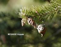 mesange_ huppee